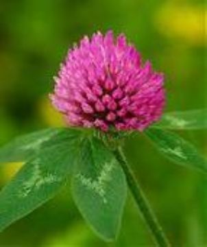 Professional Manufacture Supply Natural Red Clover P.E.